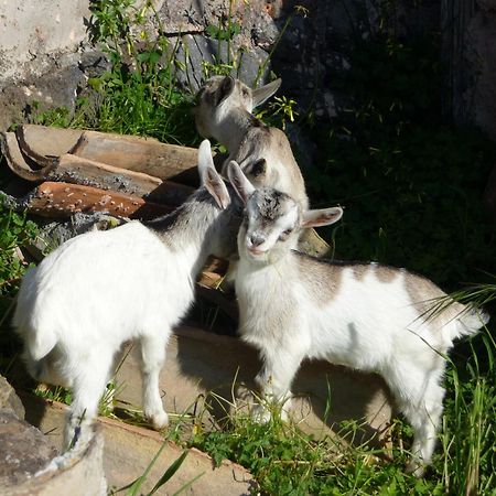 Agriturismo Biologico Corte Aragonese Santa Maria di Licodia 外观 照片
